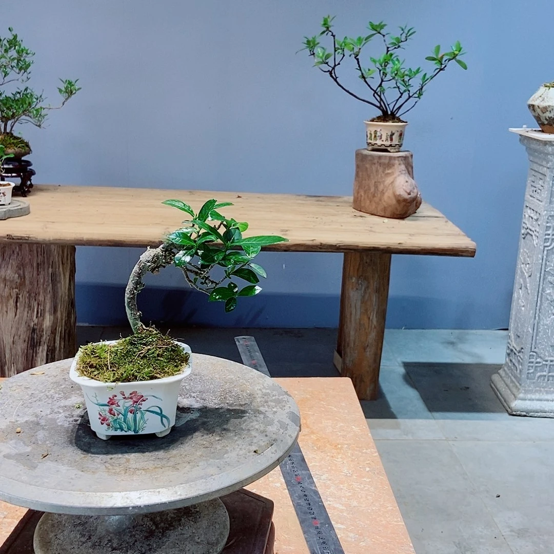 无花朵张*平感谢您的支持和配合