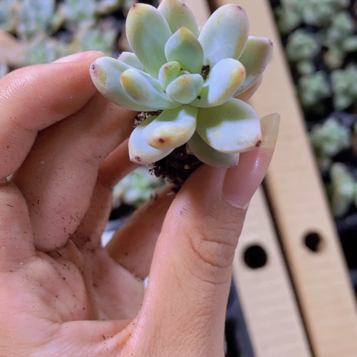 12号精品星星雪2米3颗