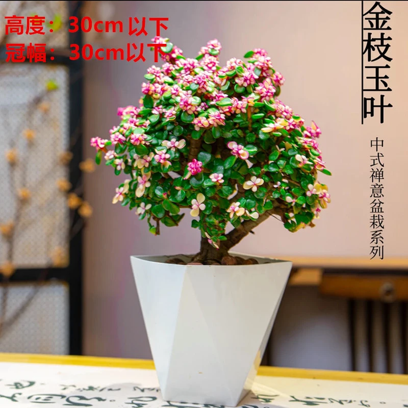 金枝玉叶室内外好养美观绿植盆栽多肉花卉