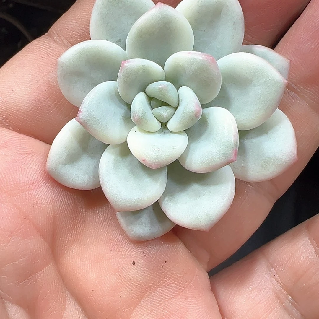 老香水锦 白马锦 小方花圃一物一拍