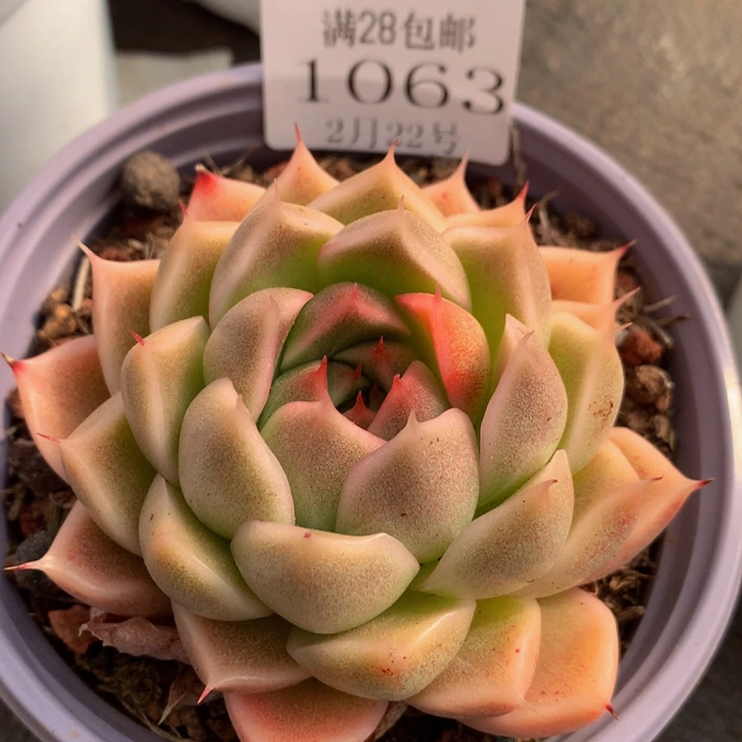 【闪购商品】云1063