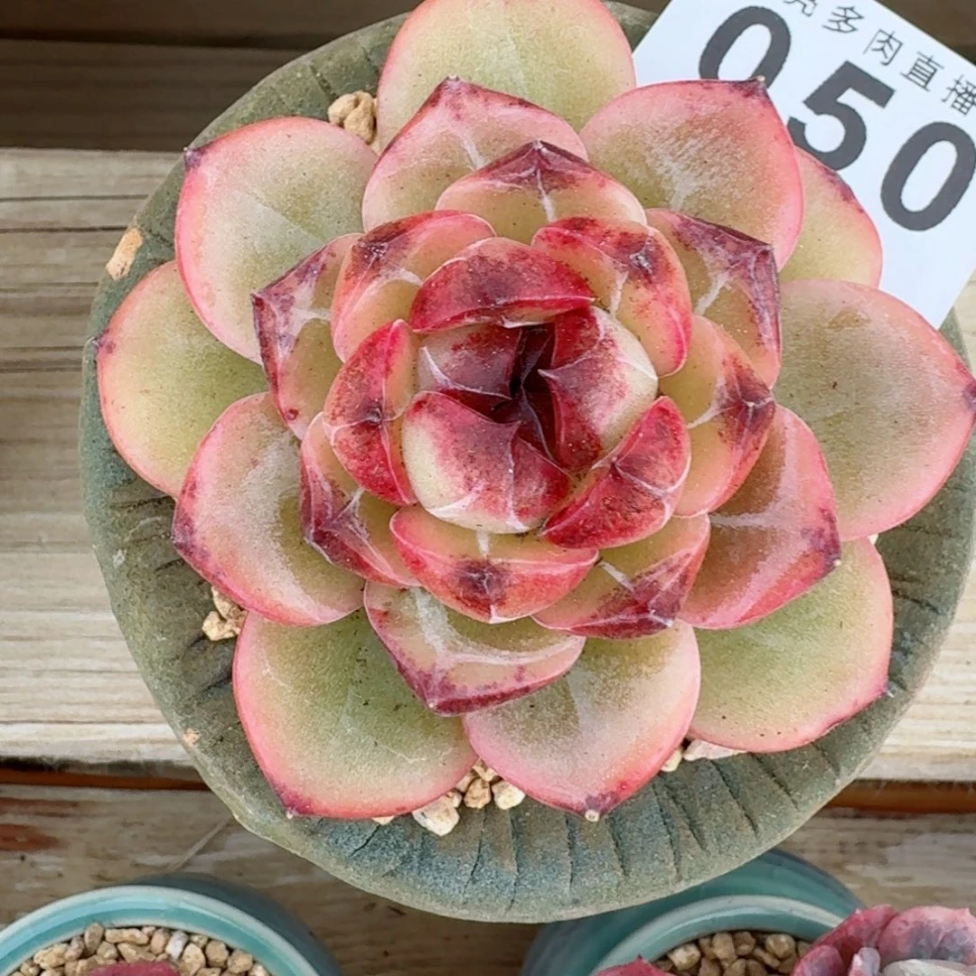 孤品      愿你一路坦途，乘风破浪展宏图