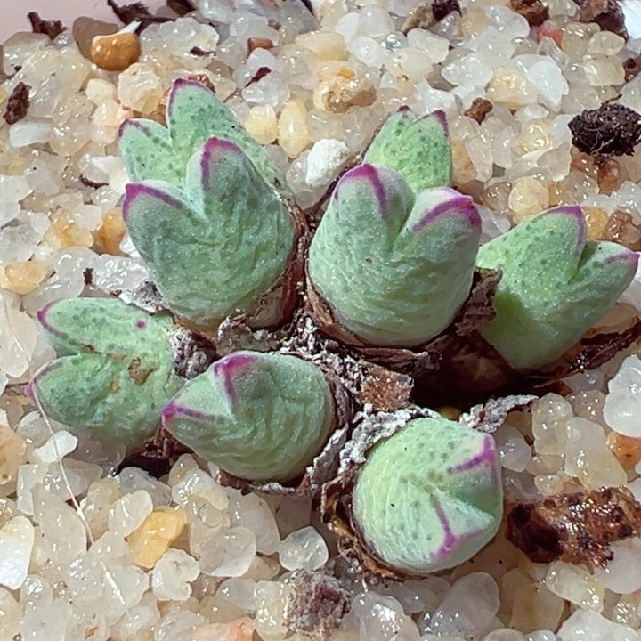 510-111多肉猪蹄群985产地