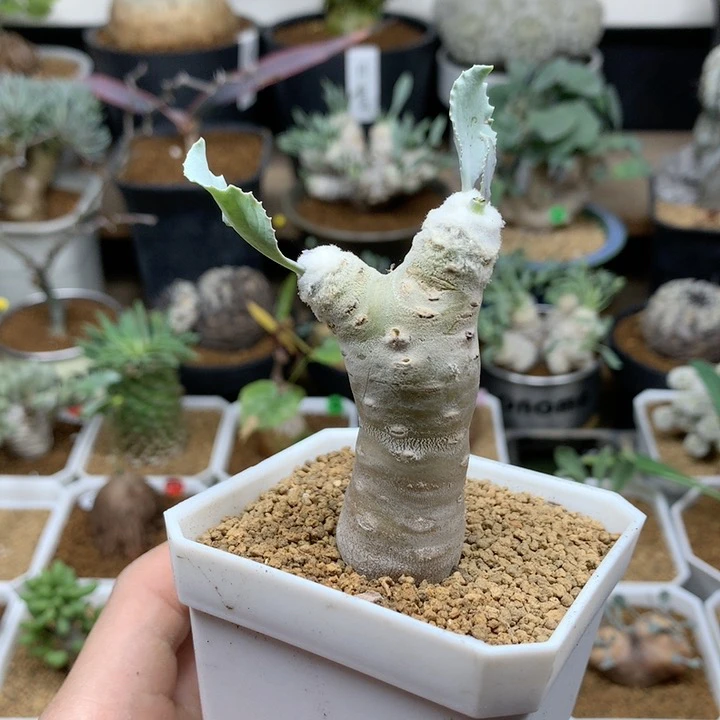 雪露厚敦菊母本带盆