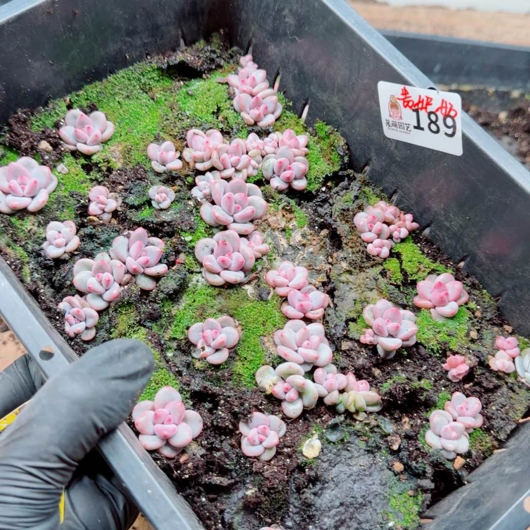 溺****多肉植物多肉植物