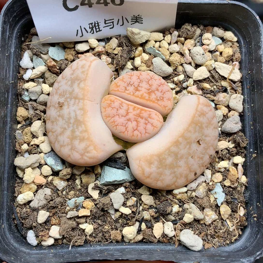 C440多肉植物保护