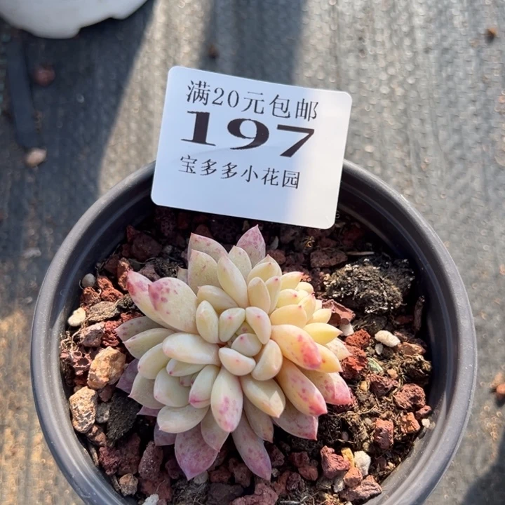 ?***呀梦露缀化一颗量拍多肉满20包邮下午发