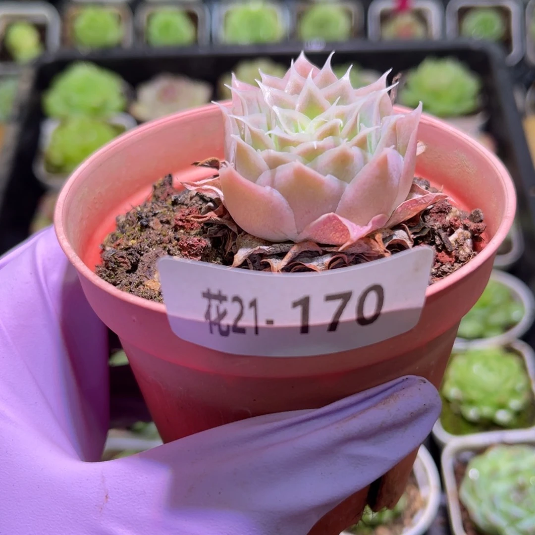 花利美21-170蓝丝绒