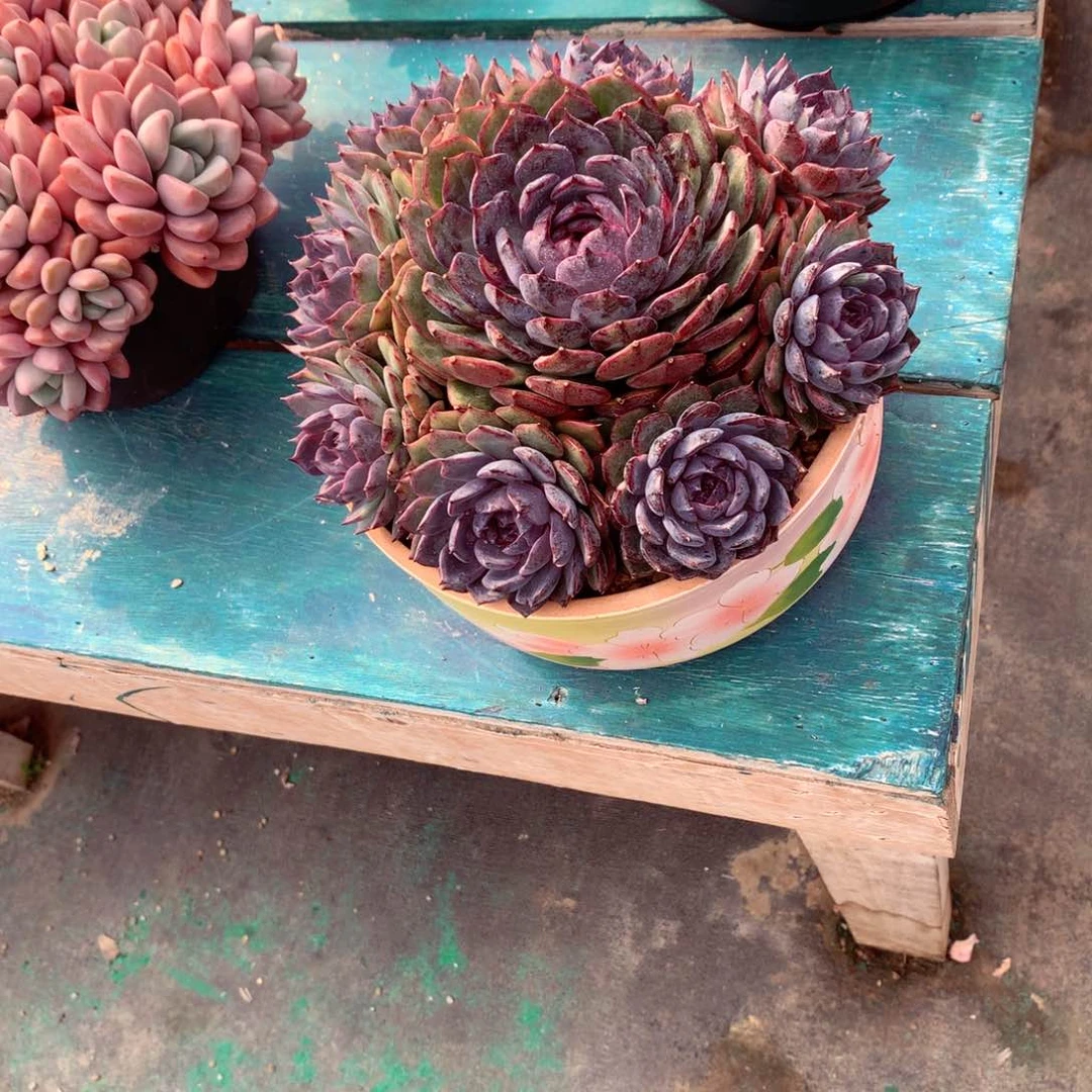 女*一物一拍一物一拍