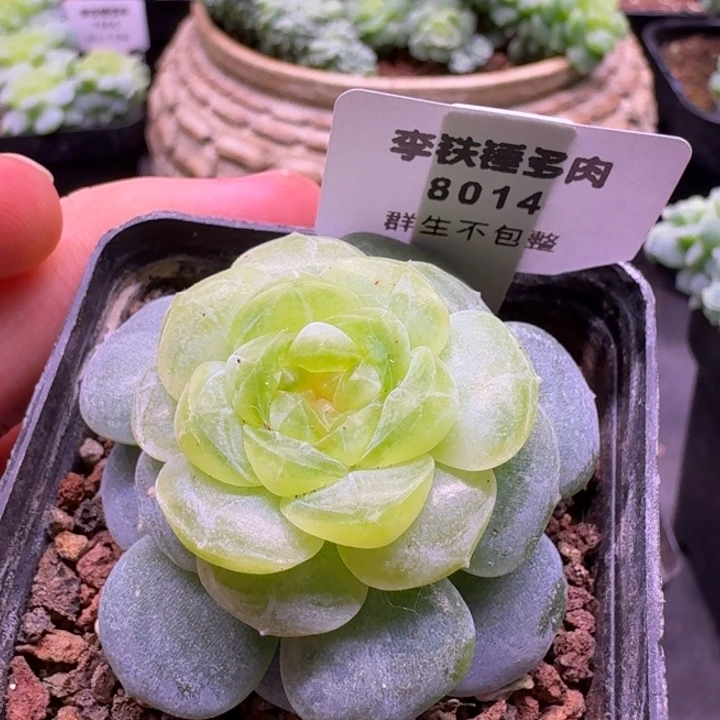 x****n8014火烈鸟一物一拍5cm盆