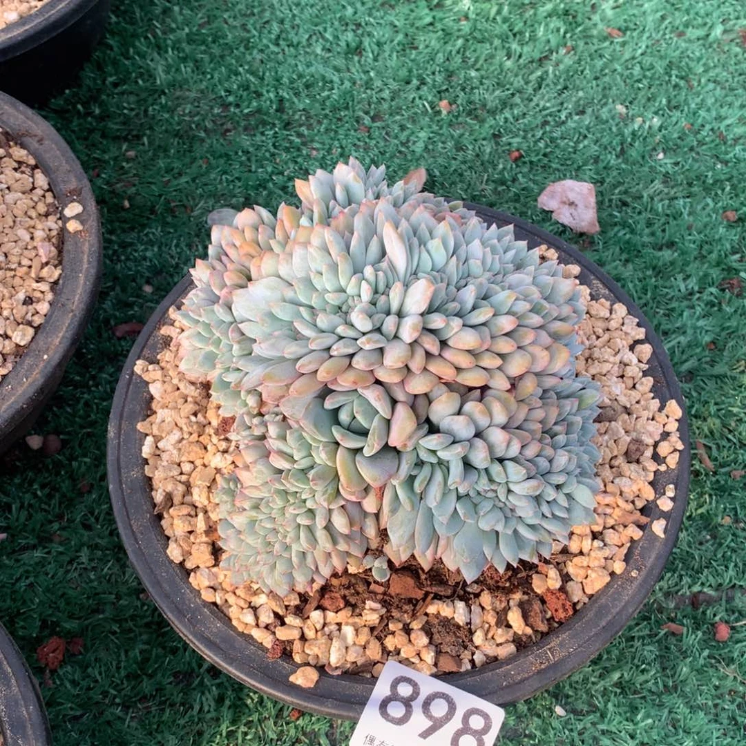 898橙子缀化多肉植物