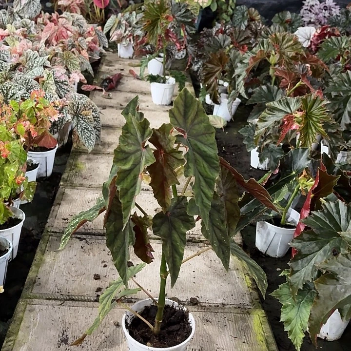 完全开放双肩籽博