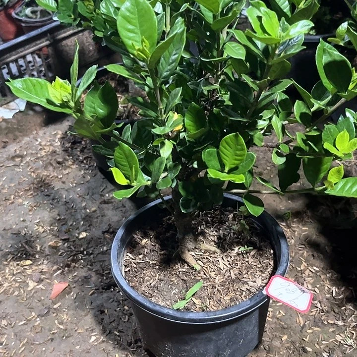 老***9无花朵法莲23688488099