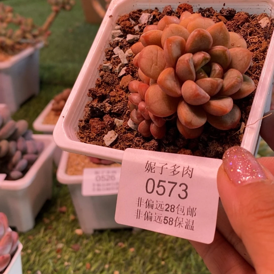 葡萄0573asasasasas