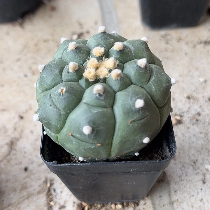 无花朵龟甲兜一物一拍下单包邮