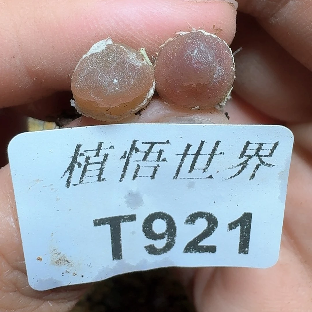 1颗一组量拍多肉植物哇v