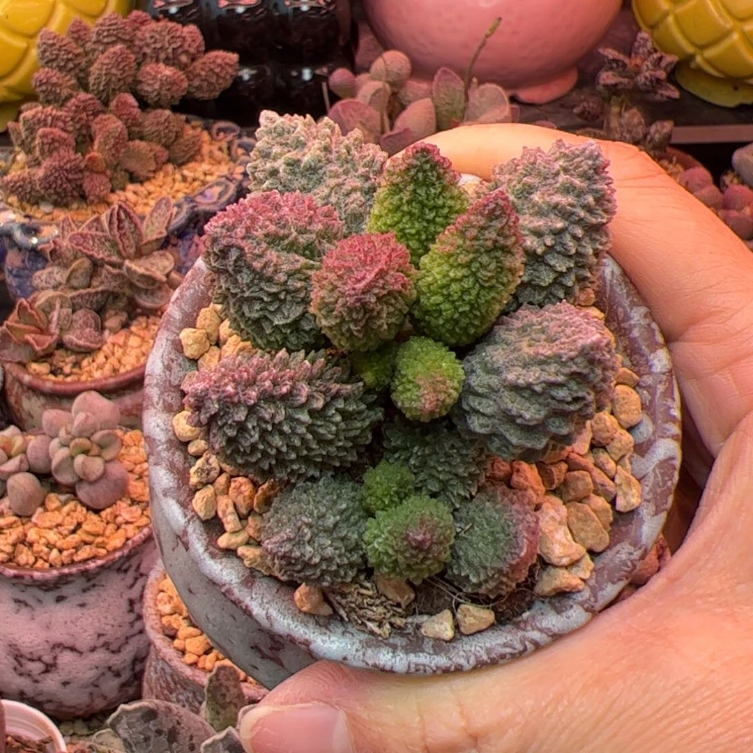 朱紫玉。