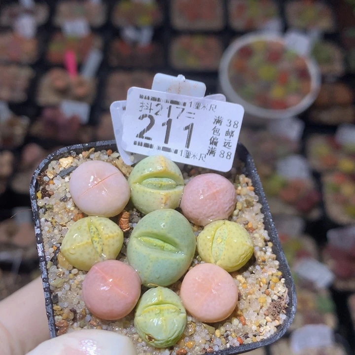 精品生石花217.211