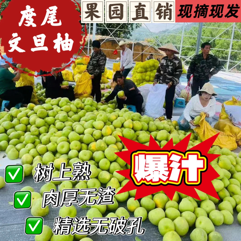 汁新鲜采摘时令水果应季孕妇水果脆甜多汁正宗文旦柚
