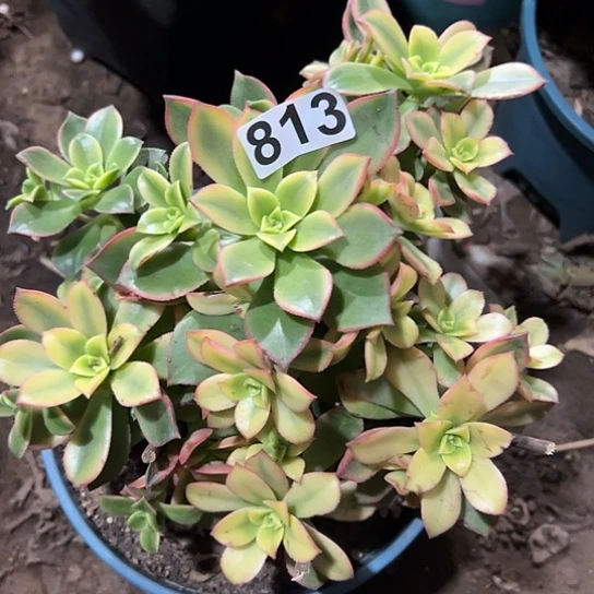 芳****虾一颗多肉法师植物