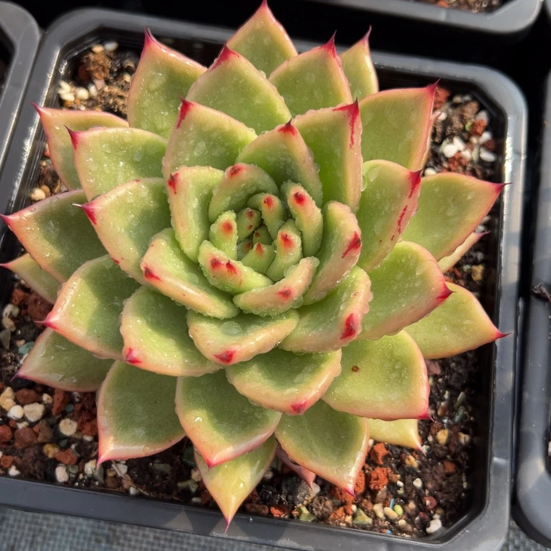 多肉植物一物一拍（2号）