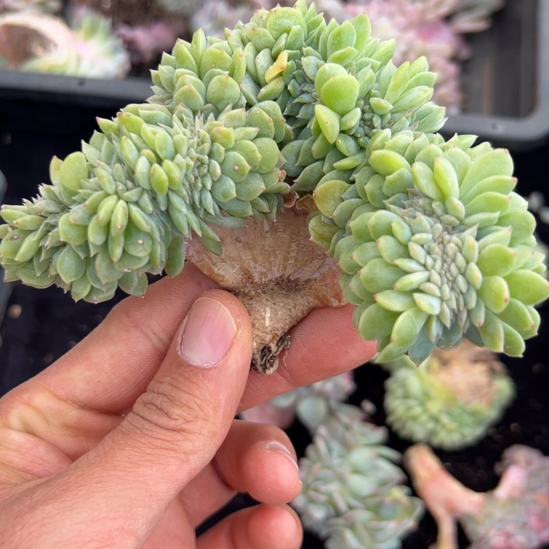 新年快乐新年快乐