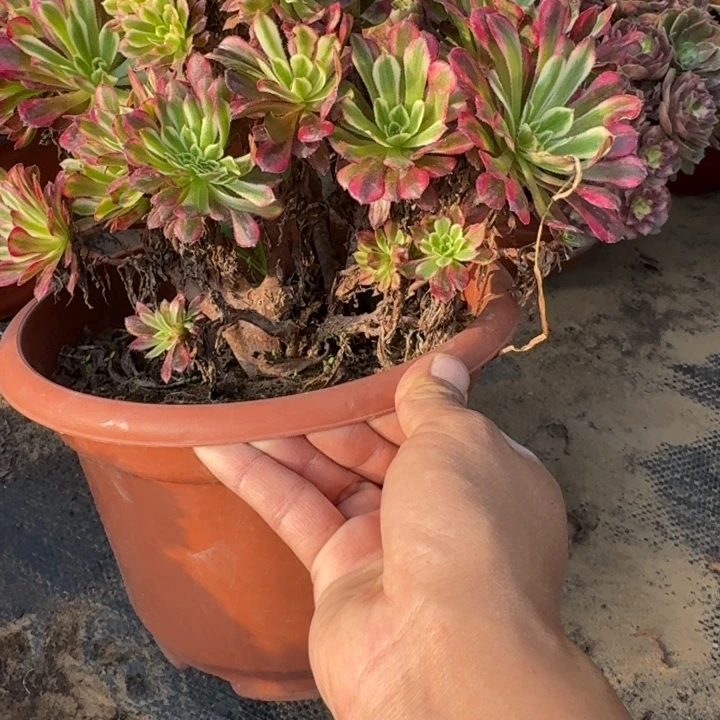 元***子红渡轮法师锦缀化657