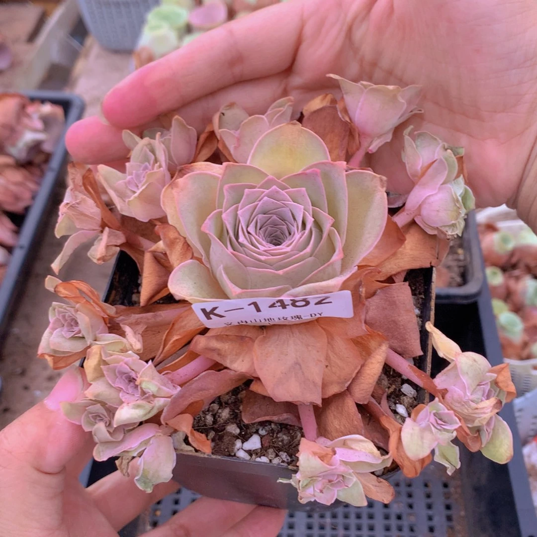 1482 会掉侧芽不售后