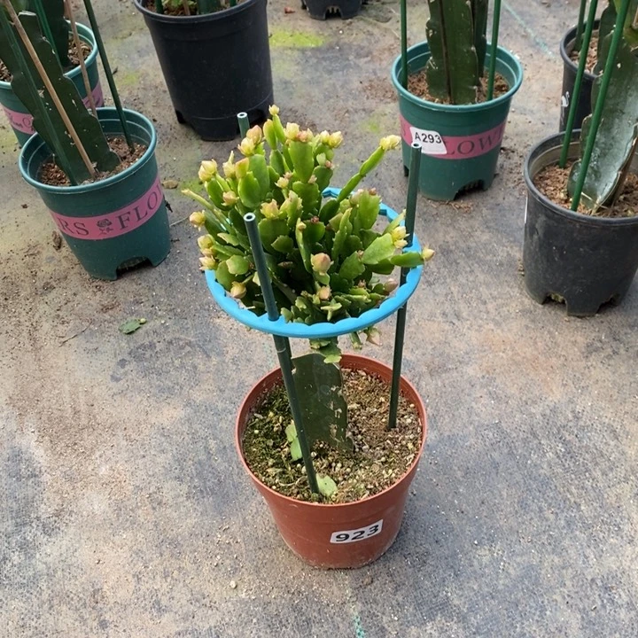 大部分花苞少量开放923嫁接028