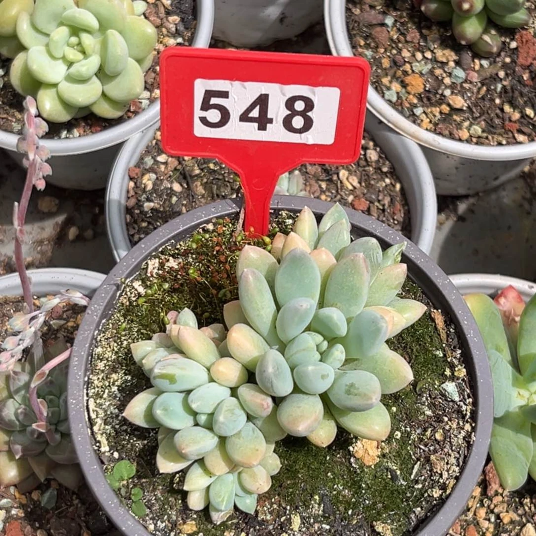 多肉植物奶糖群548