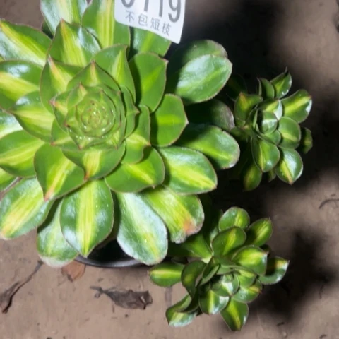 燕姿锦中斑多肉植物6119