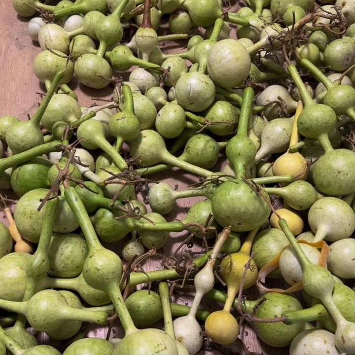 战***斗大叶紫檀（黑酸枝木类）