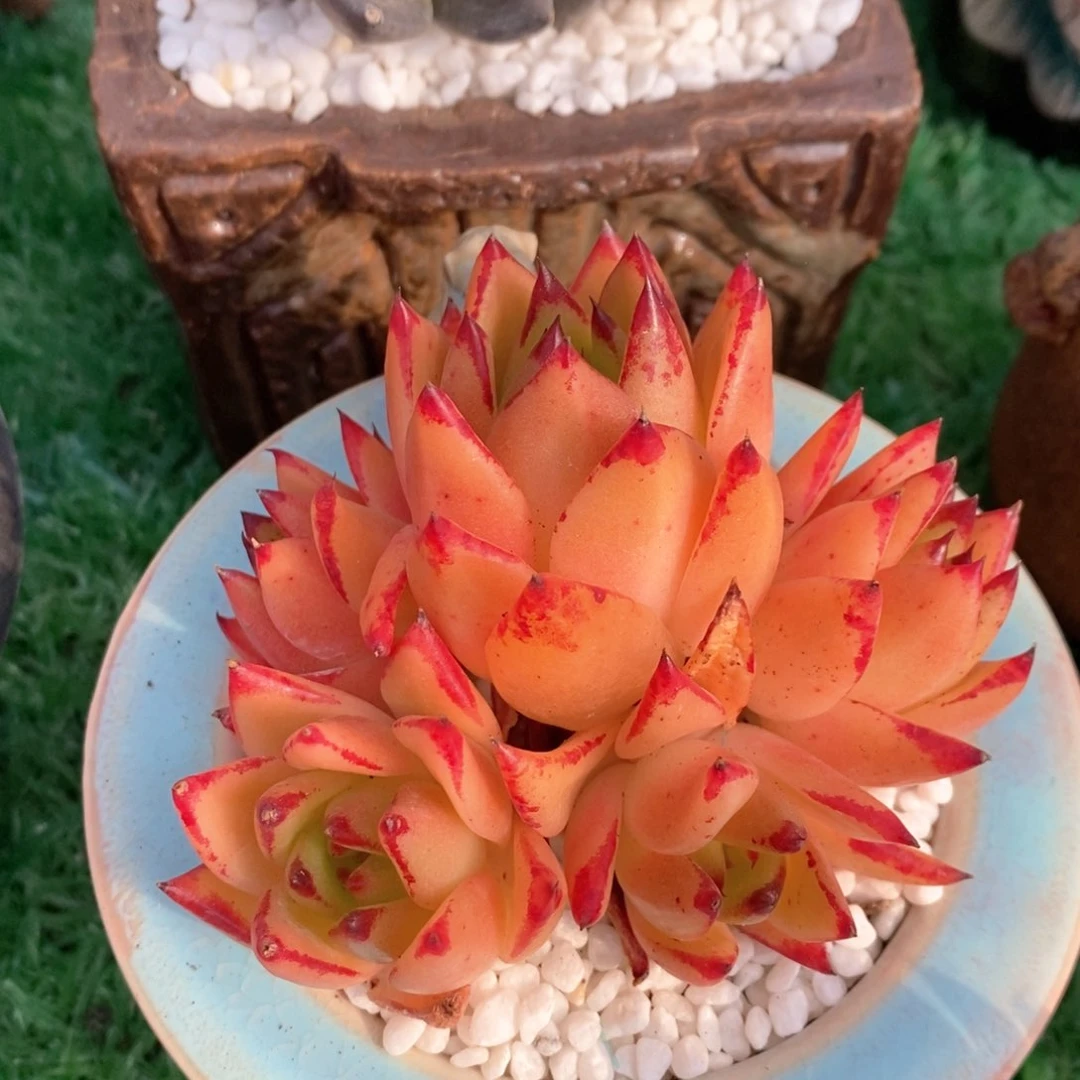加州黄皮多肉植物盆栽