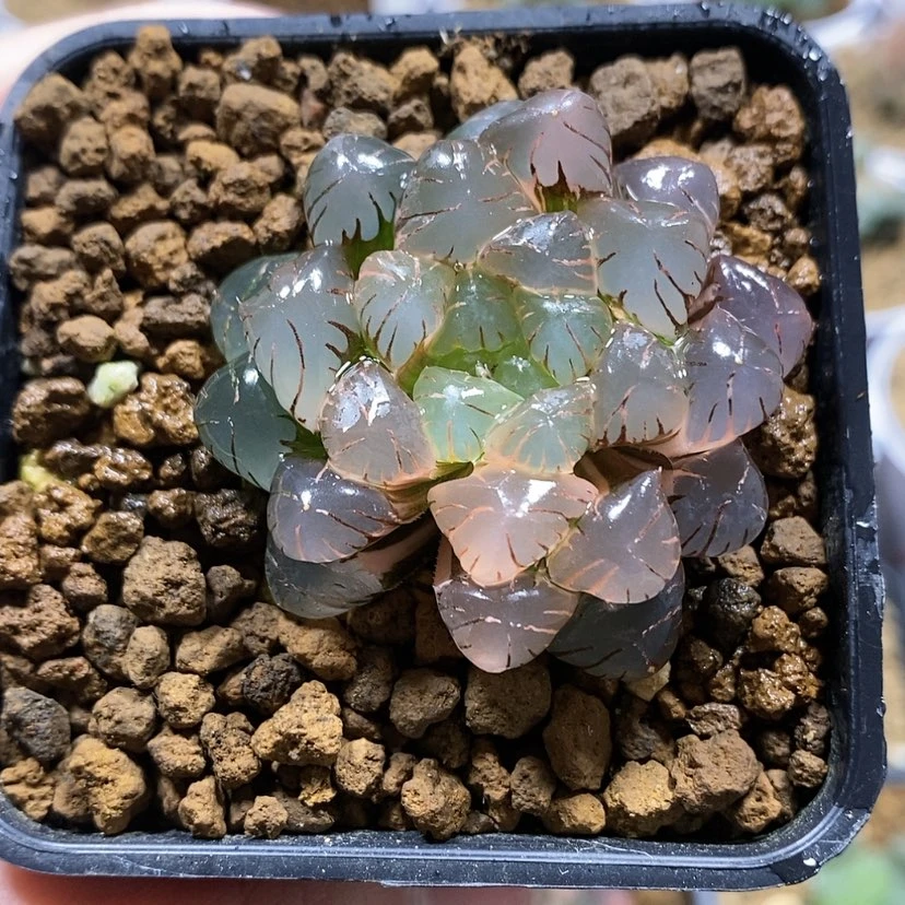 【闪购商品】1ob冰灯