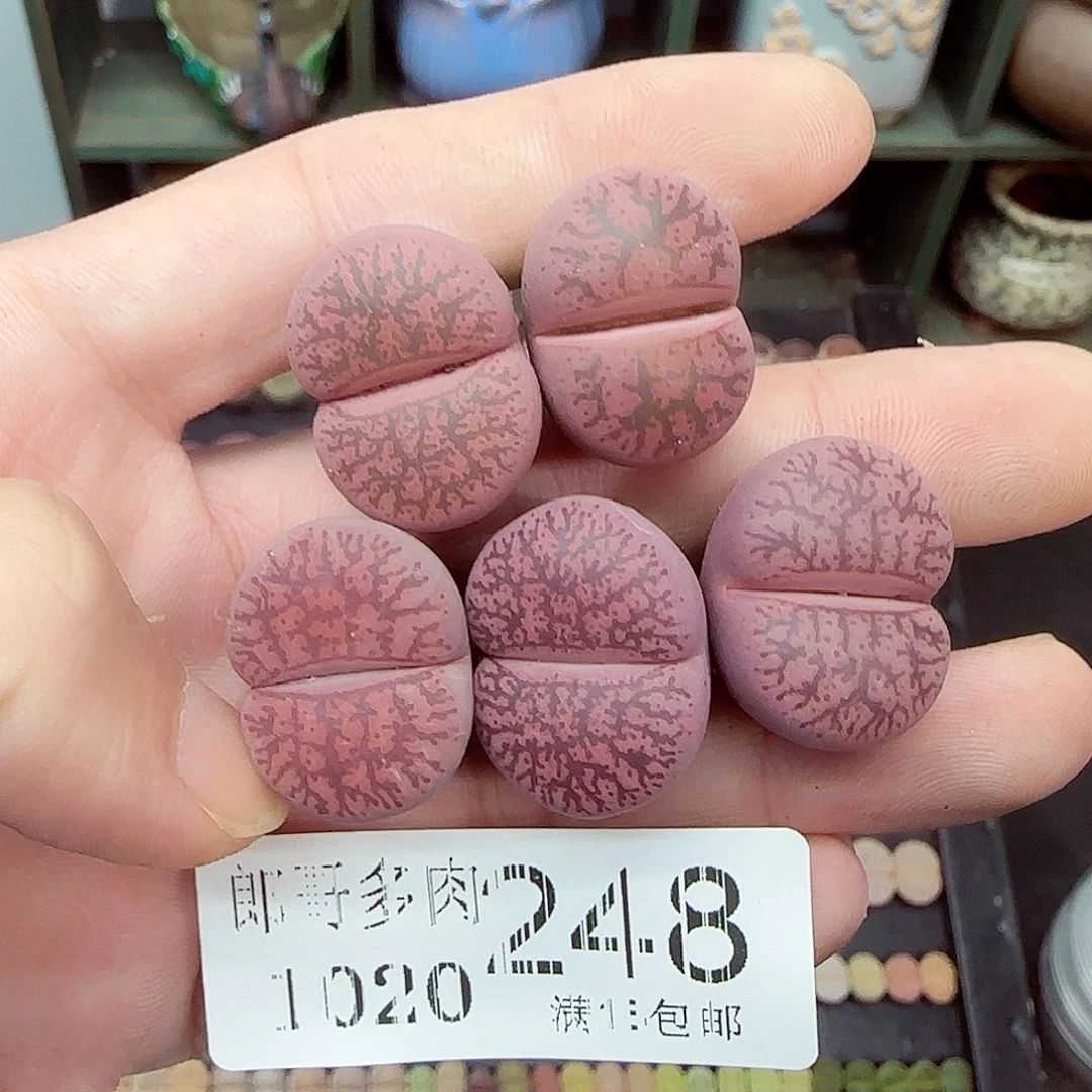 满满18包邮1020-248