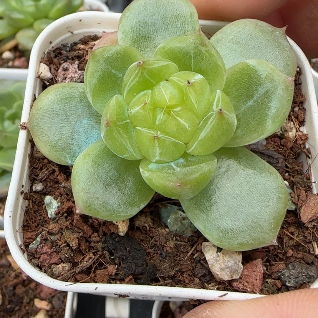 小卡拉米糖心一物一拍