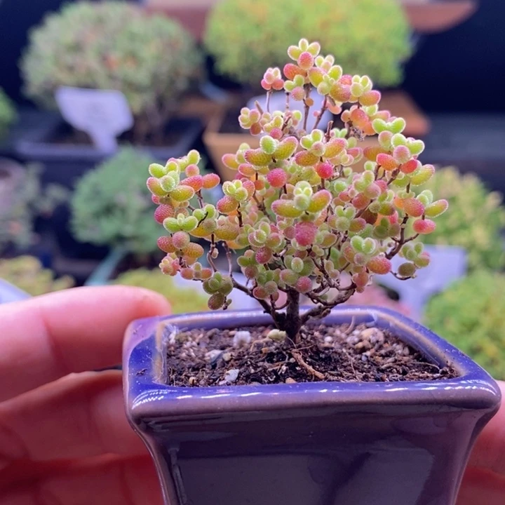 无花朵151。 蜜橘糖球