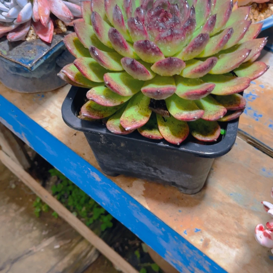 小***茼多肉植物保护研究所所长一起