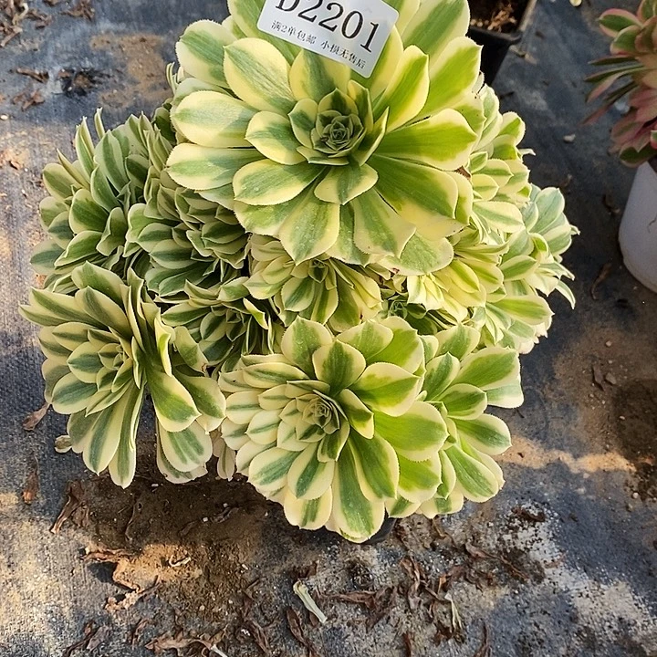 2201迈巴赫多肉有断枝处理