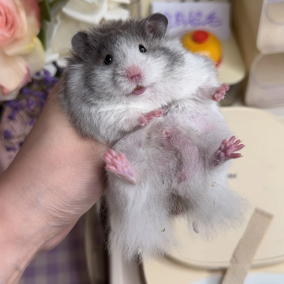 17黑波弟弟3.27生日152g