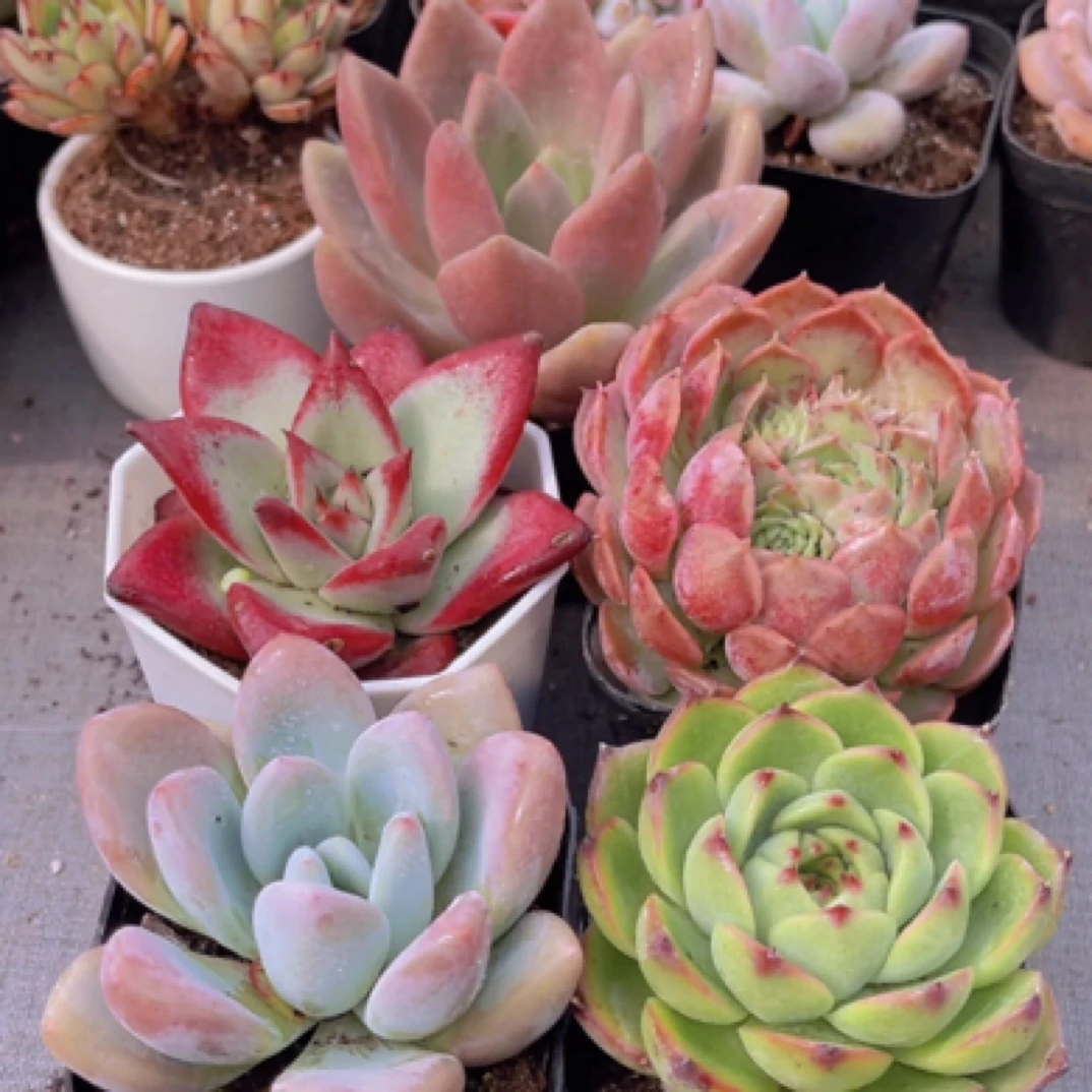 莲花单头5盆5-6cm带盆土多肉植物以直播间展示为主