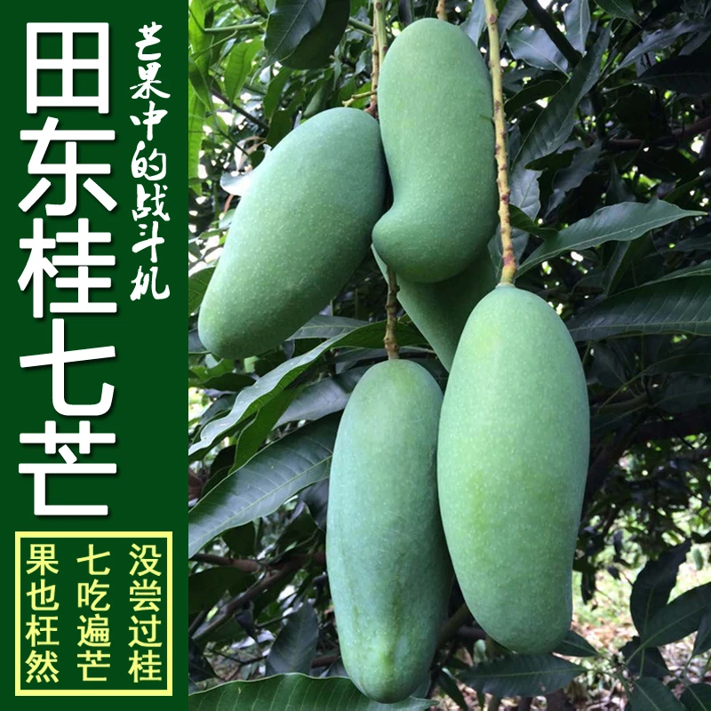 广西田东桂七芒本地新鲜芒果多种品种现摘现发香甜多汁水果