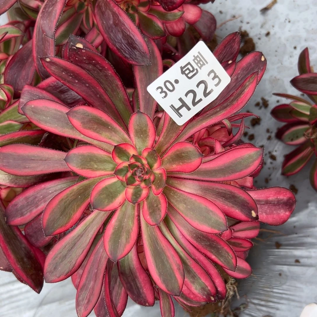 223香奶奶多肉法师