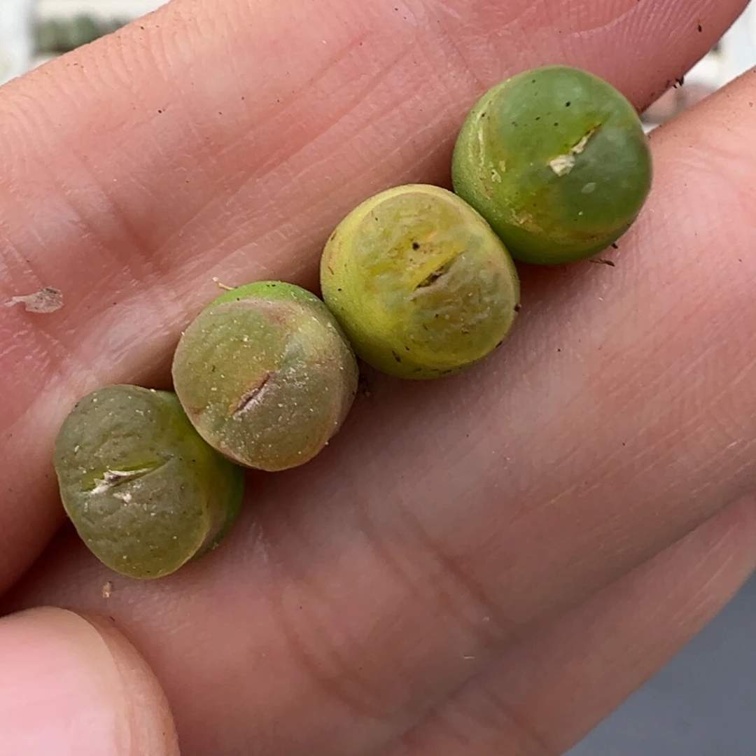 12.31好看的多肉脱土发货019