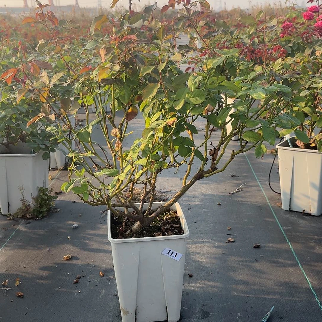 当前无花朵，栽培后可花朵113