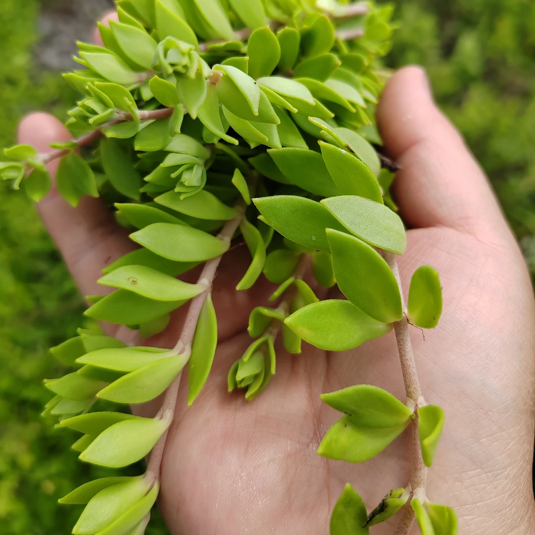 贵州新鲜野生现摘狗牙瓣野菜狗芽草垂盆草绿植瓜子草石指甲酸菜