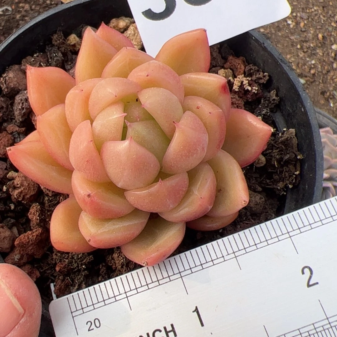 333 多肉植物组合盆栽