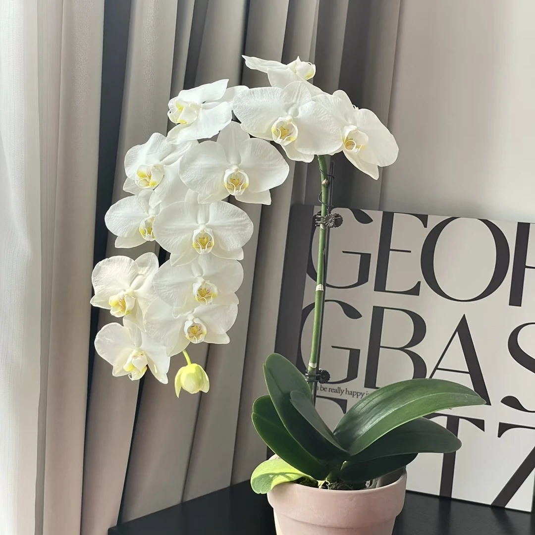 植趣花卉【阿玛】3.0加高成熟苗 到家可催花剑