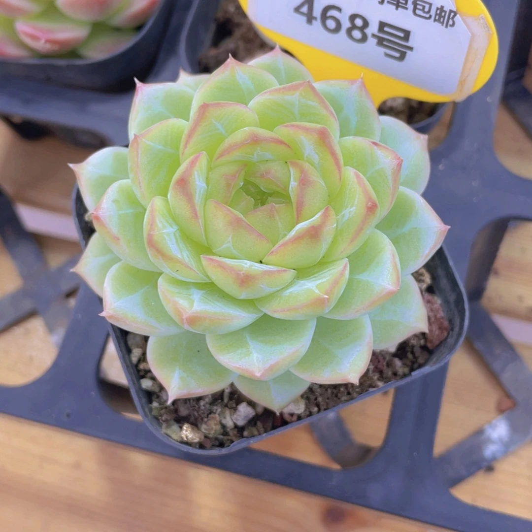 468号 麦秆白桃汽水杂