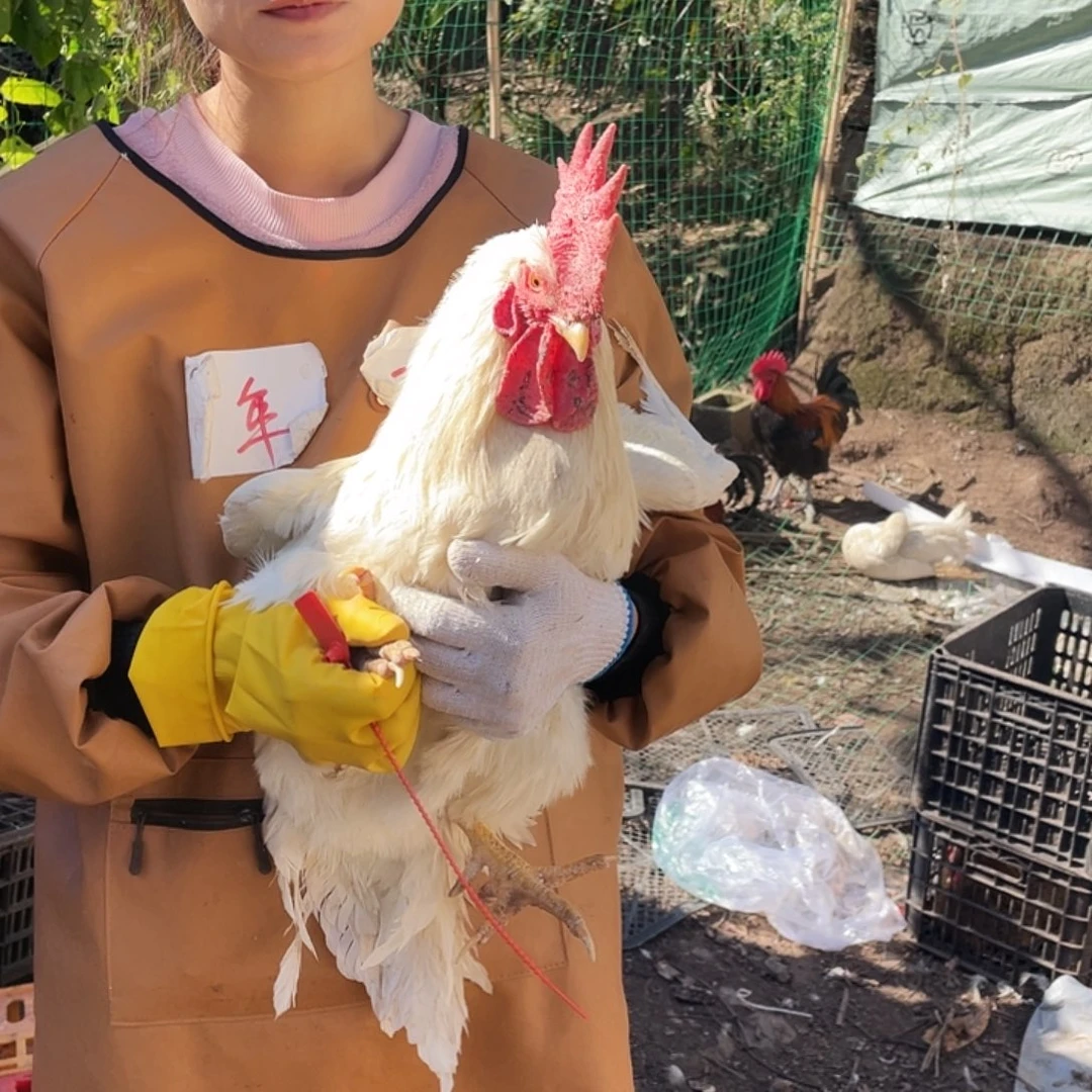211111111中国大陆包装87号活鸡发货